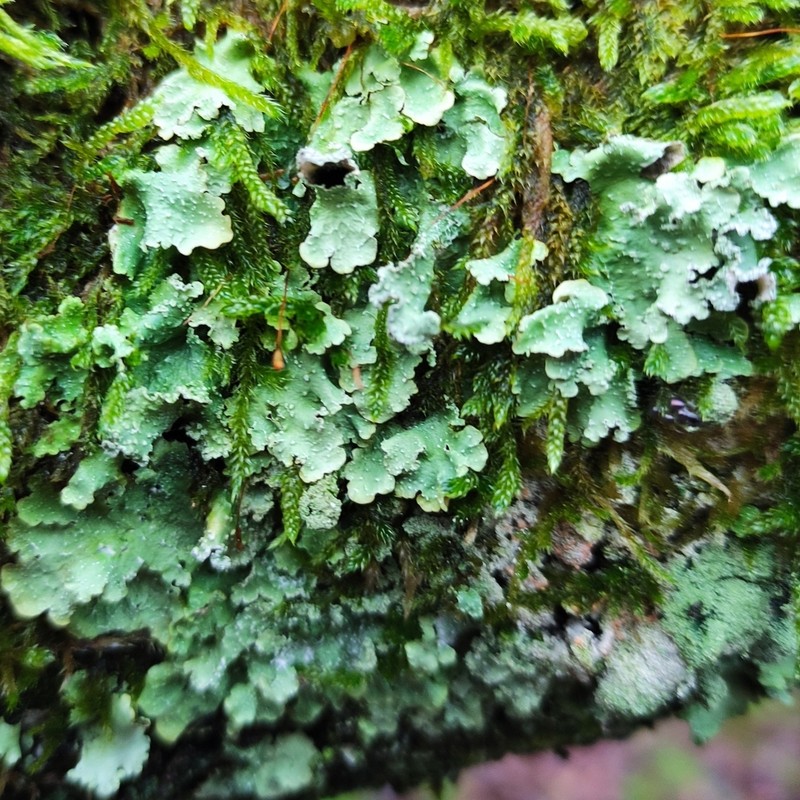 Punctelia photo 6
