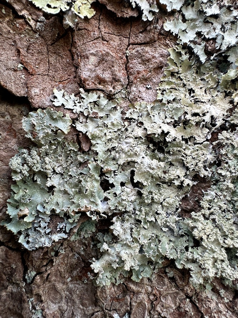 Punctelia photo 7