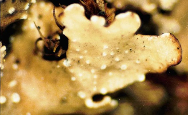 Punctelia photo 2