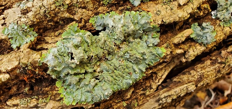 Punctelia photo 2