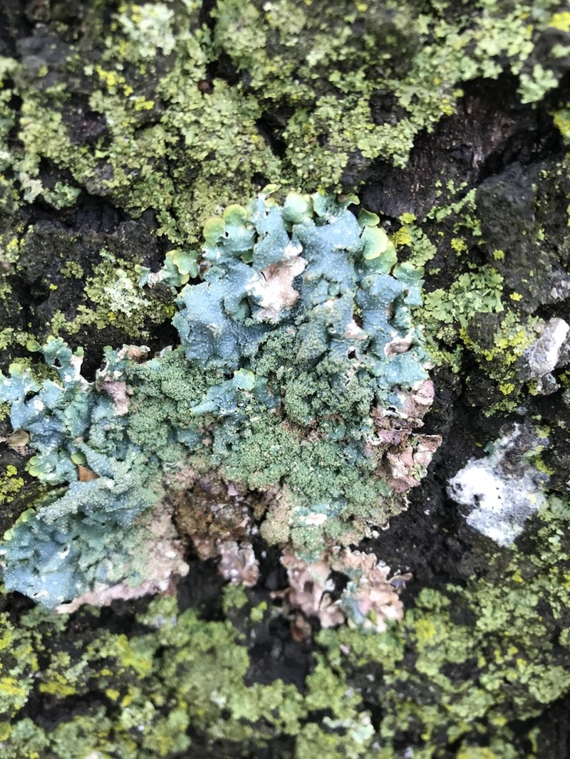 Punctelia photo 3