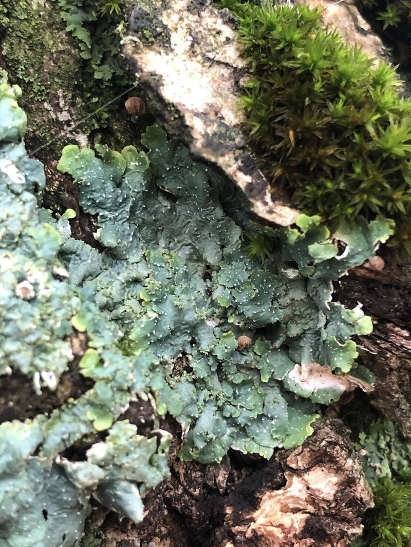 Punctelia photo 4