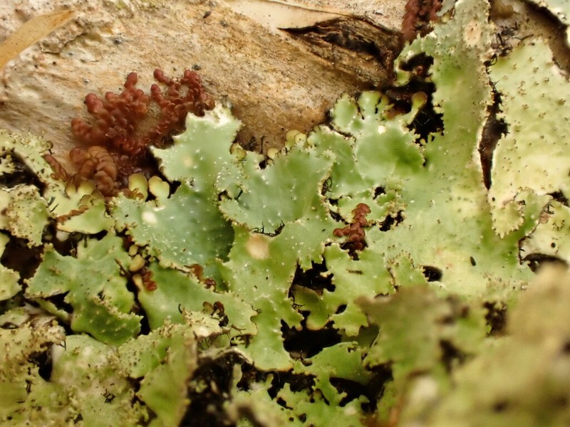 Punctelia photo 5