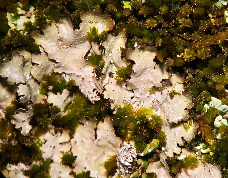Punctelia photo 6
