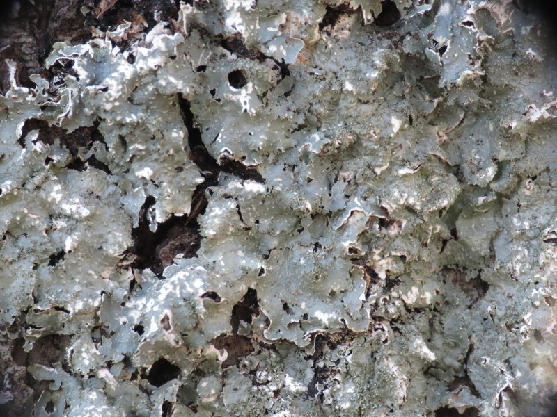 Punctelia photo 7