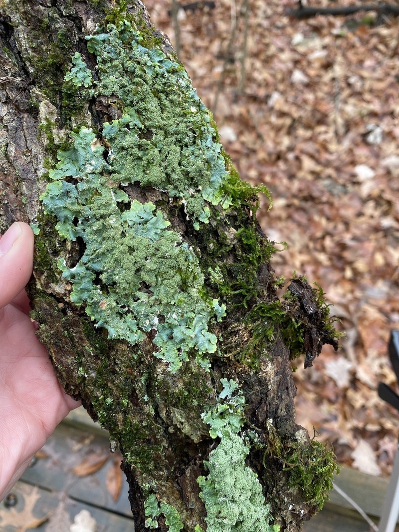 Punctelia photo 8