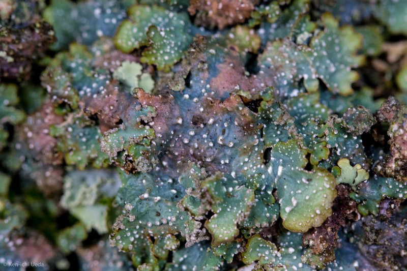 Punctelia photo 2