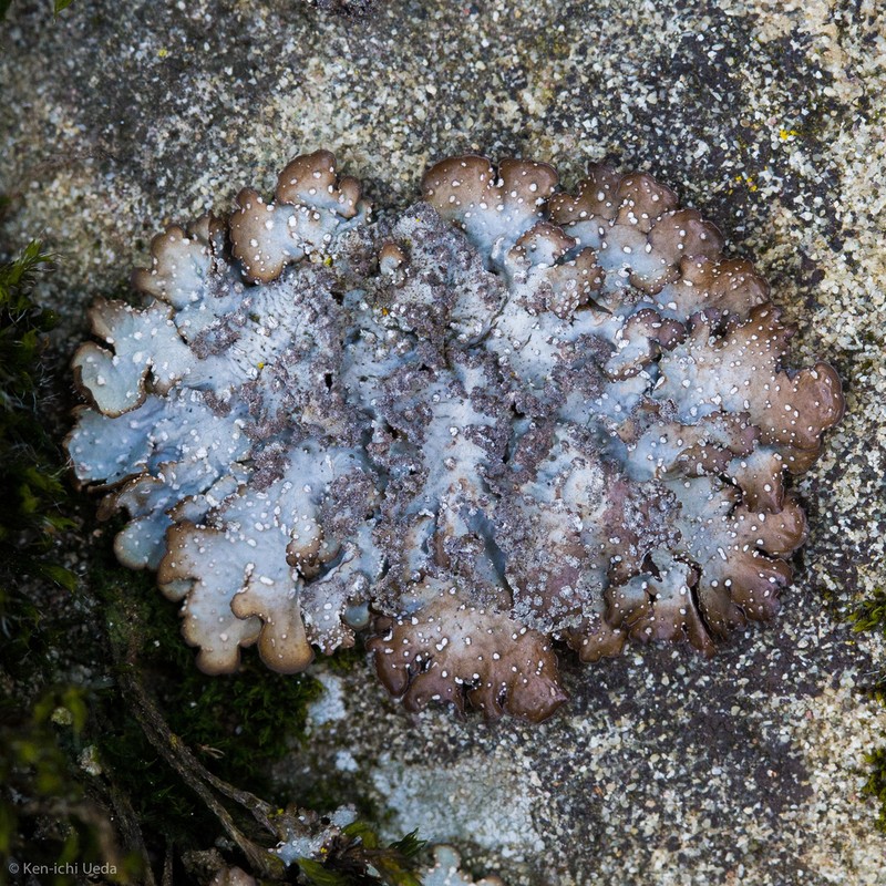 Punctelia photo 3
