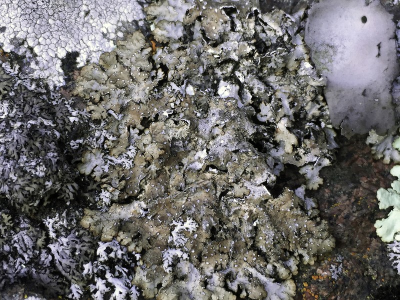 Punctelia photo 4