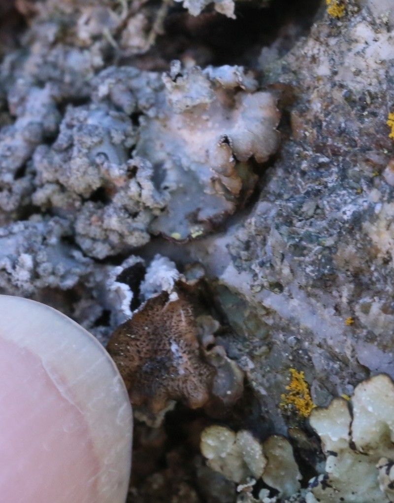 Punctelia photo 5
