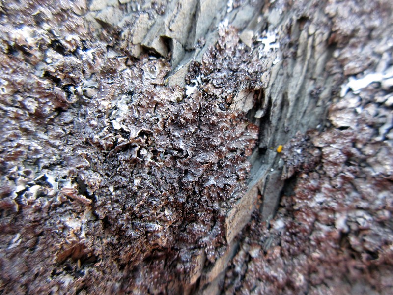 Punctelia photo 6
