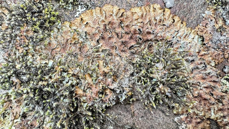 Punctelia photo 7