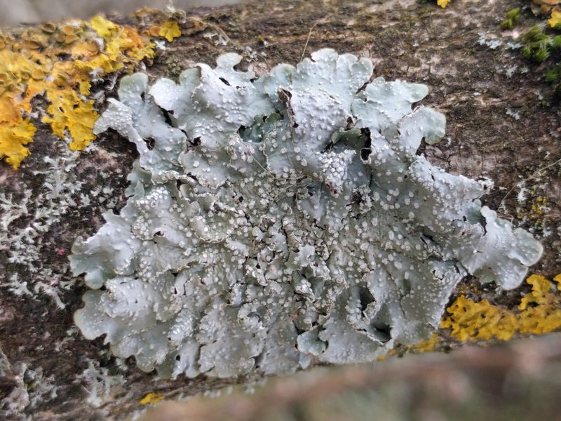 Punctelia photo 3