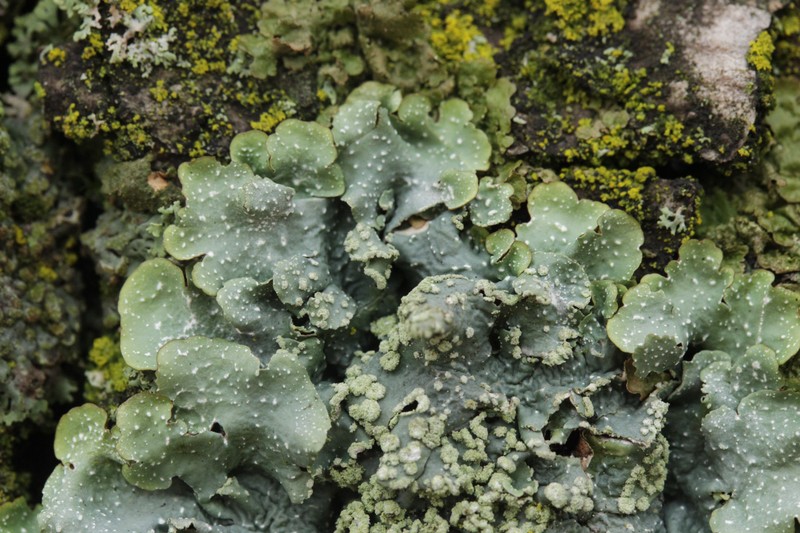 Punctelia