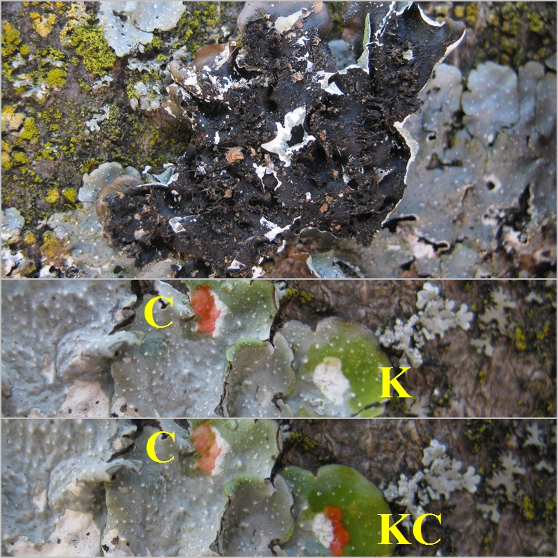 Punctelia photo 6