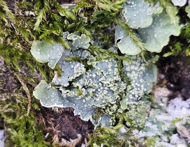 Punctelia photo 5