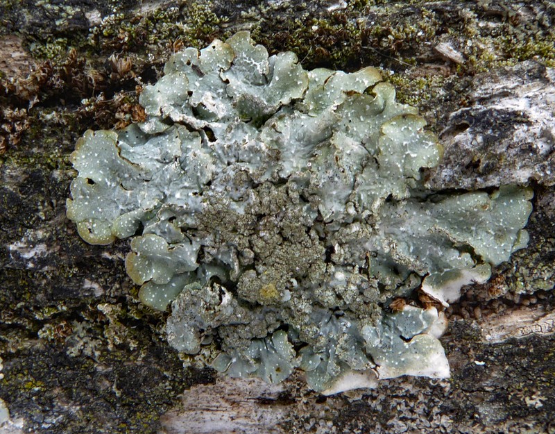 Punctelia photo 6