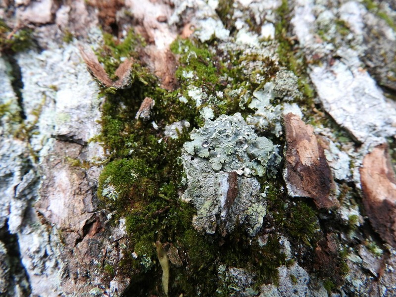 Punctelia photo 7