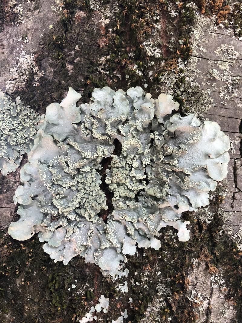 Punctelia photo 8