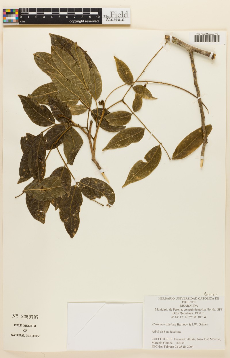 Punjuba callejasii