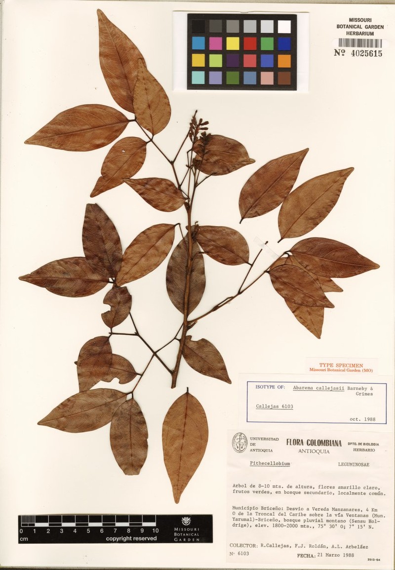 Punjuba callejasii photo 2