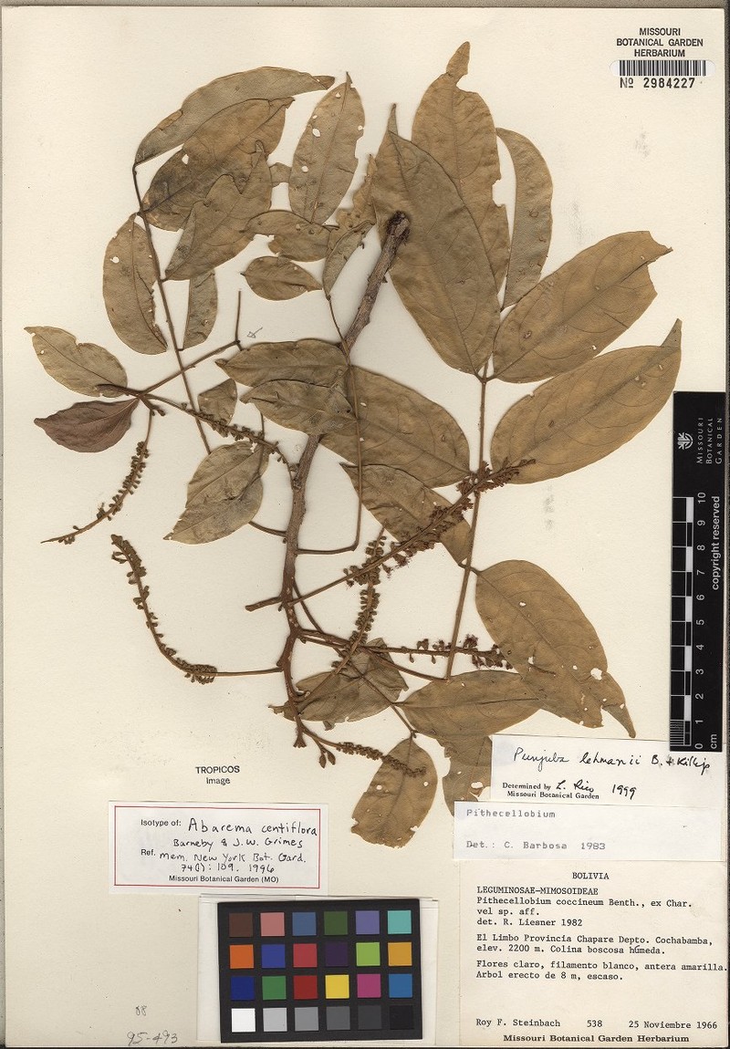 Punjuba centiflora