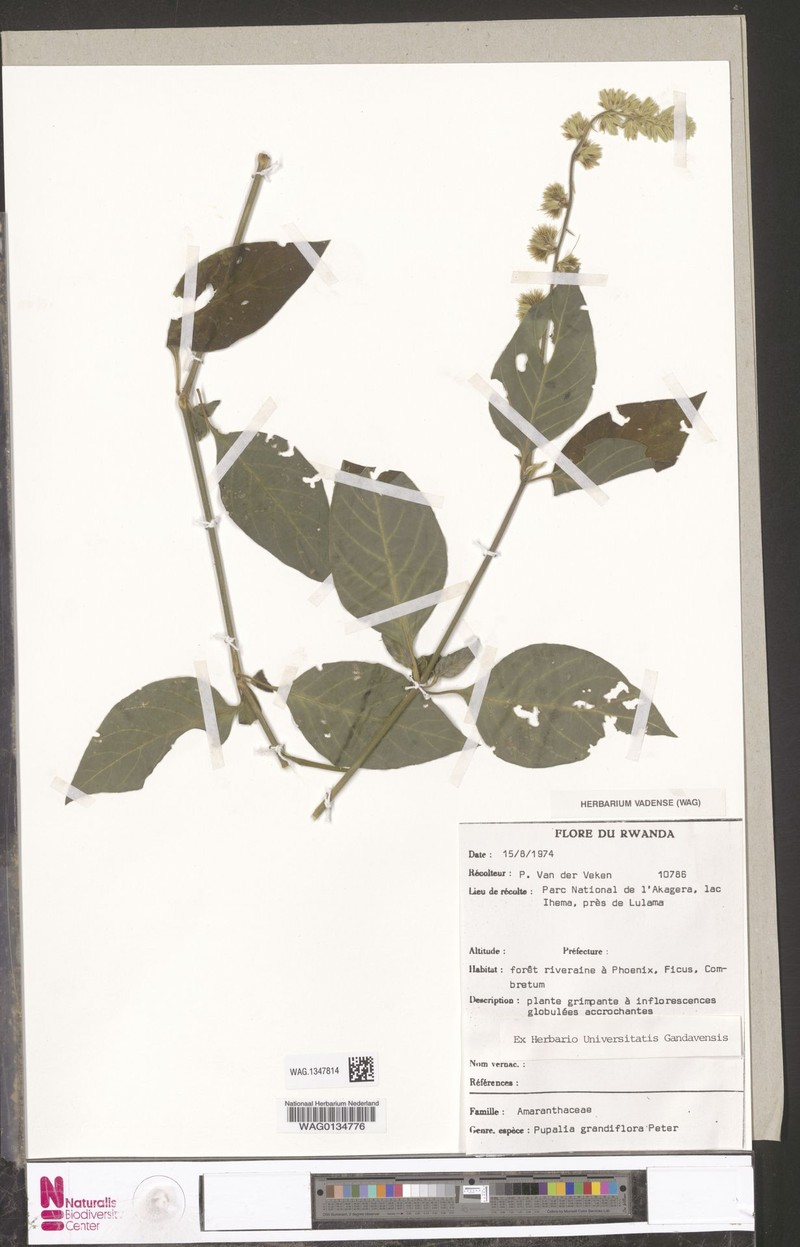 Pupalia grandiflora