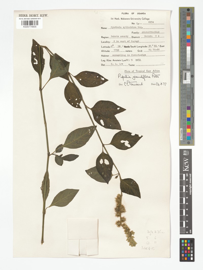 Pupalia grandiflora photo 2