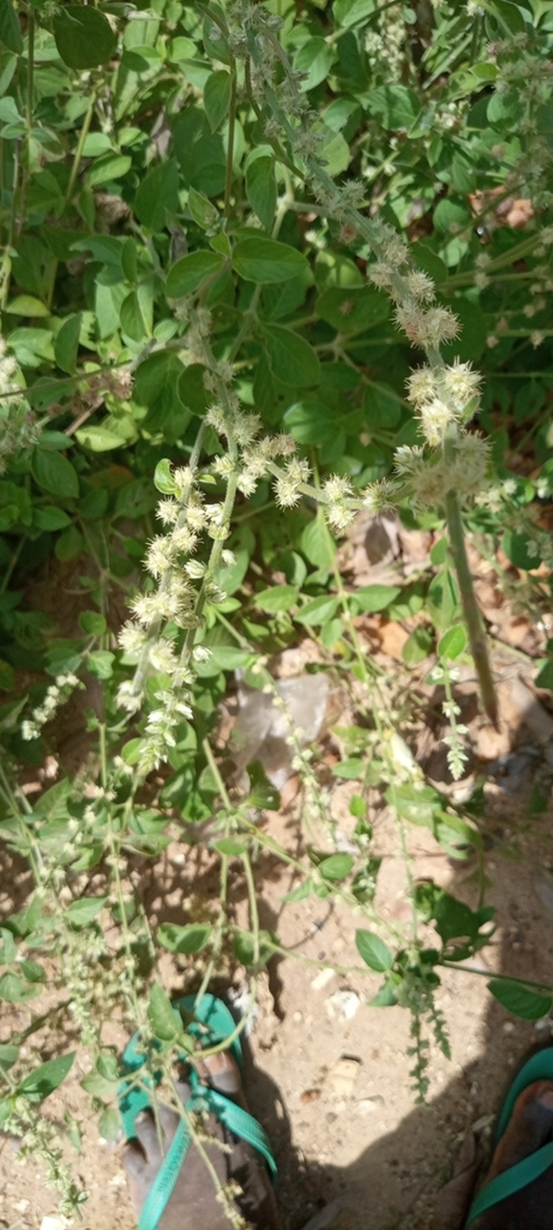 Pupalia lappacea