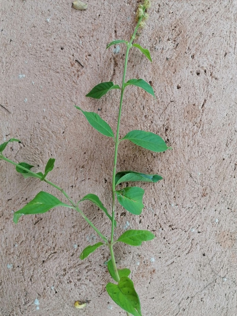 Pupalia lappacea photo 2