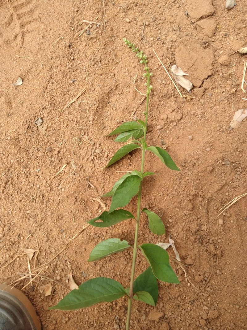 Pupalia lappacea photo 3