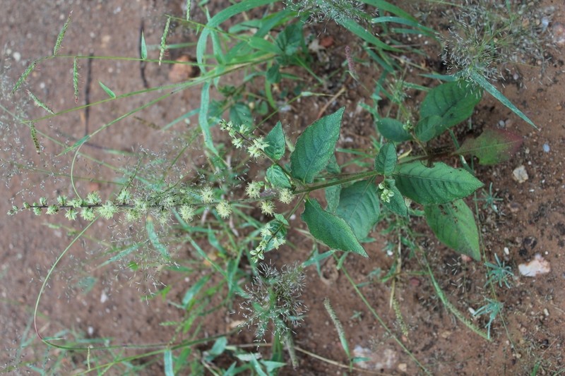Pupalia lappacea photo 4
