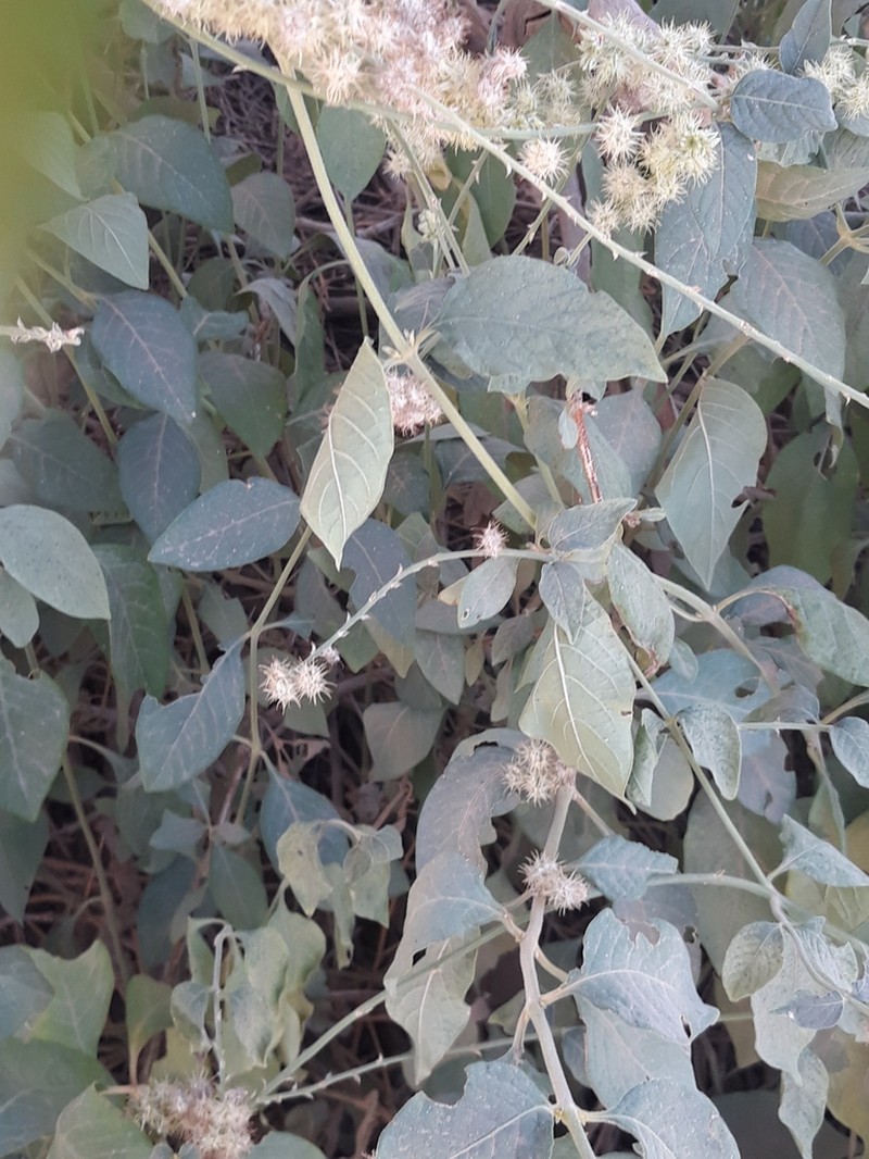 Pupalia lappacea photo 5