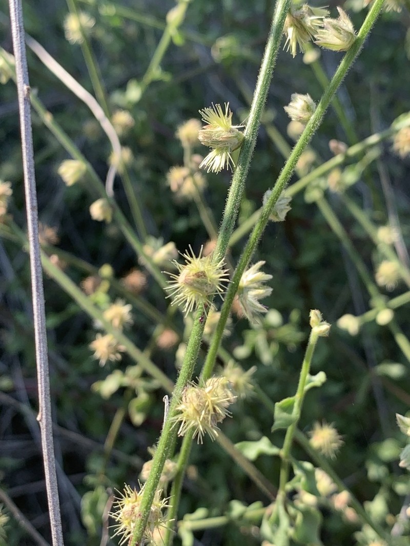 Pupalia lappacea photo 6