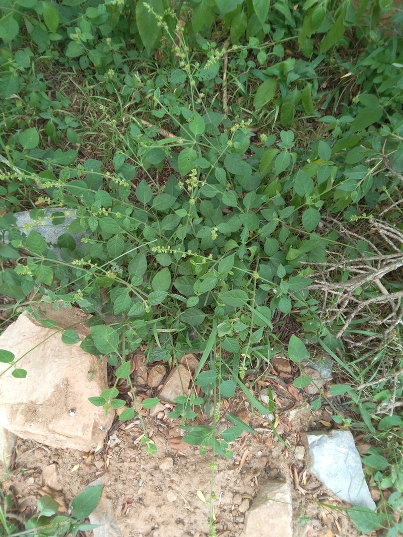 Pupalia lappacea photo 7
