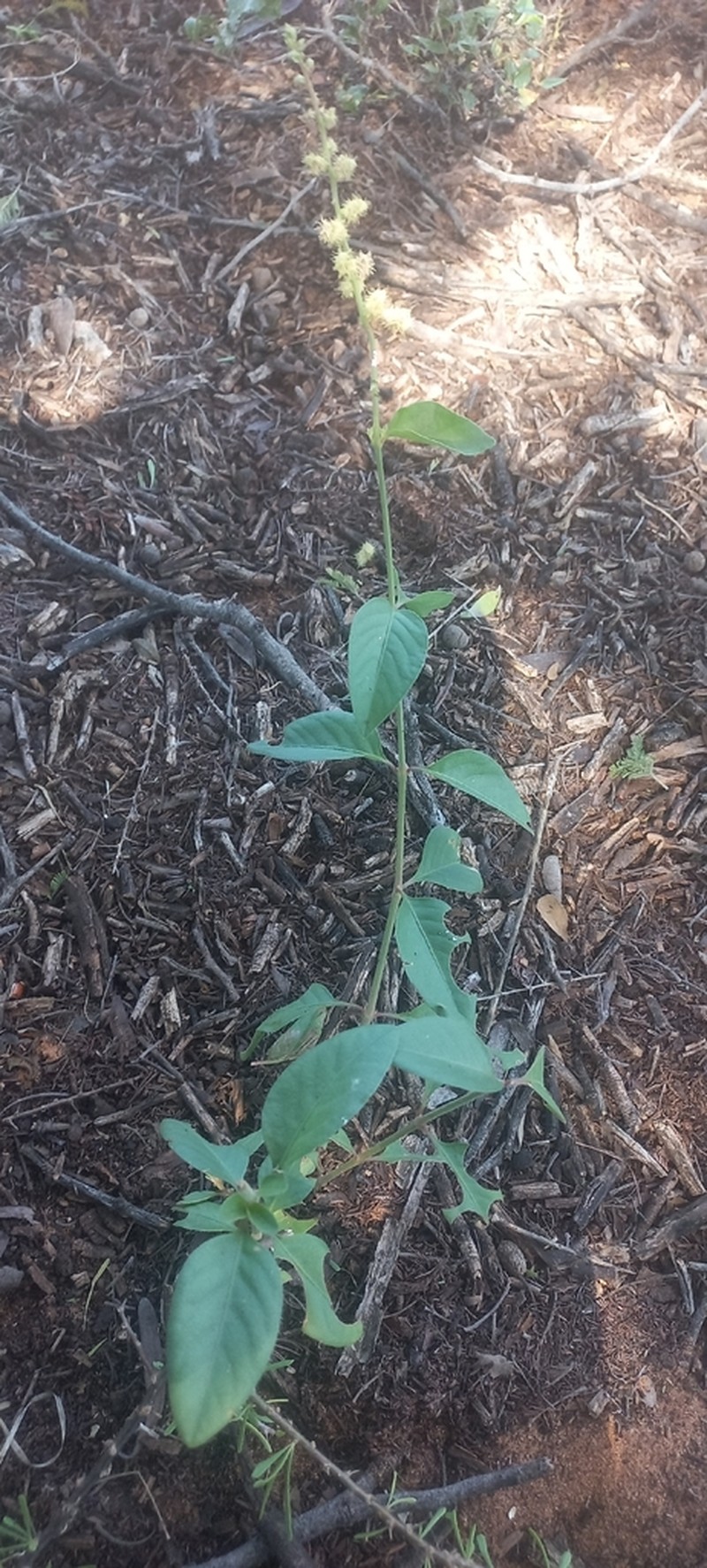 Pupalia lappacea photo 8