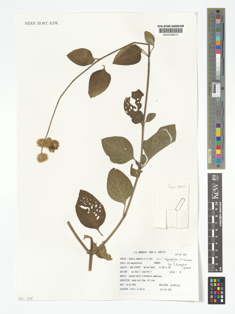 Pupalia lappacea var. argyrophylla