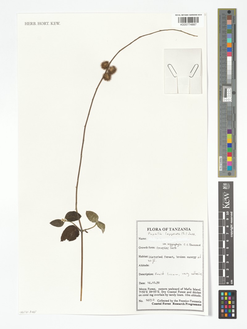 Pupalia lappacea var. argyrophylla photo 2