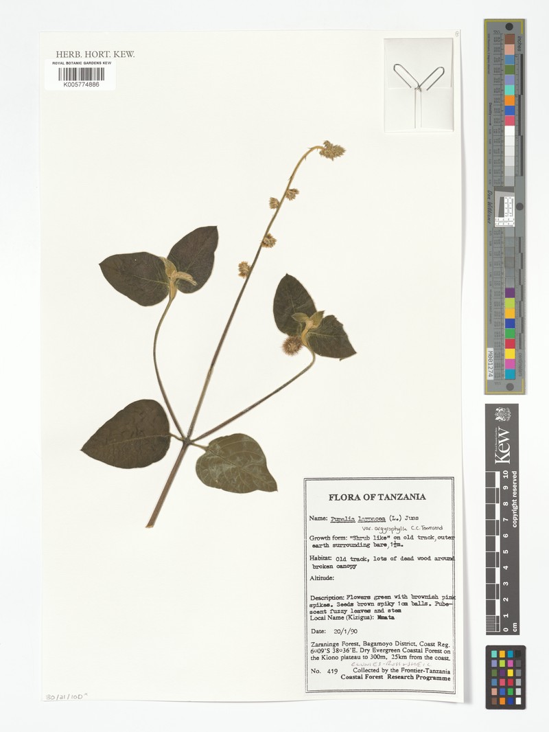 Pupalia lappacea var. argyrophylla photo 3