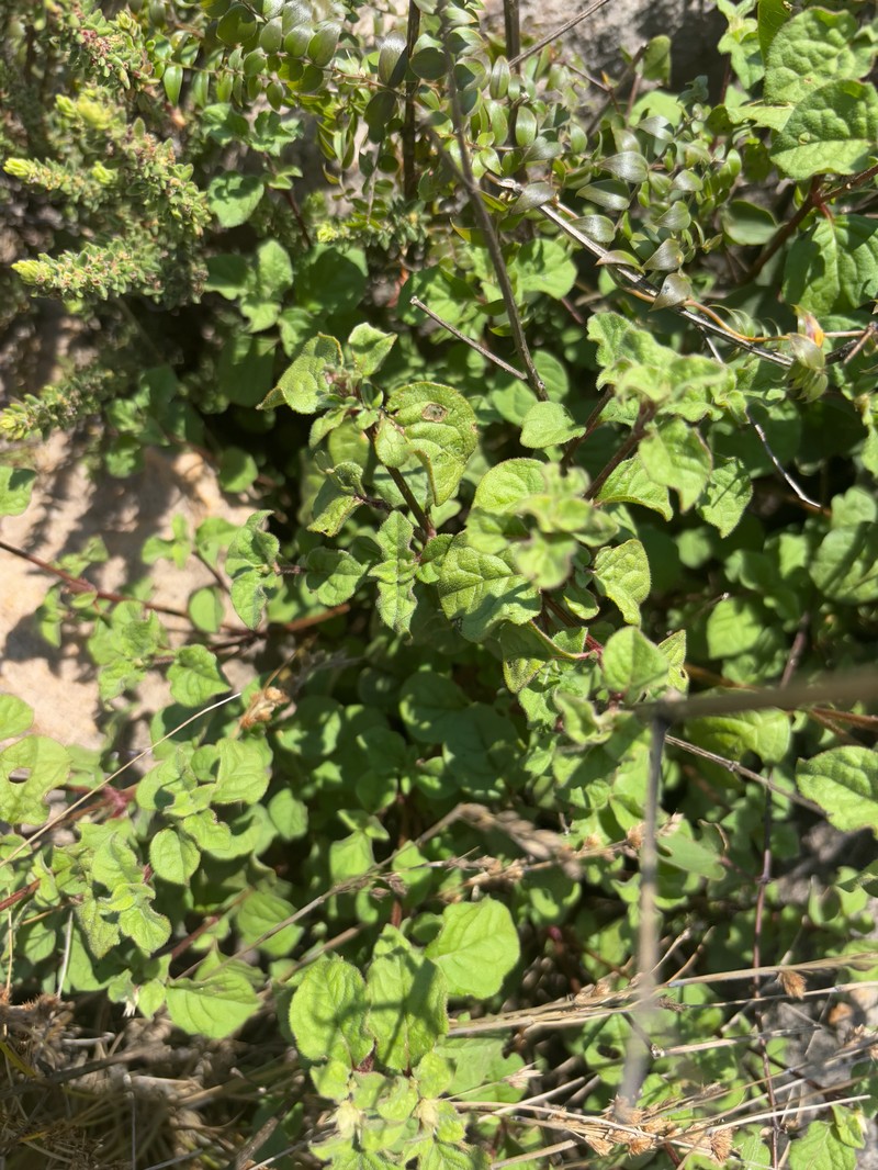 Pupalia lappacea var. lappacea