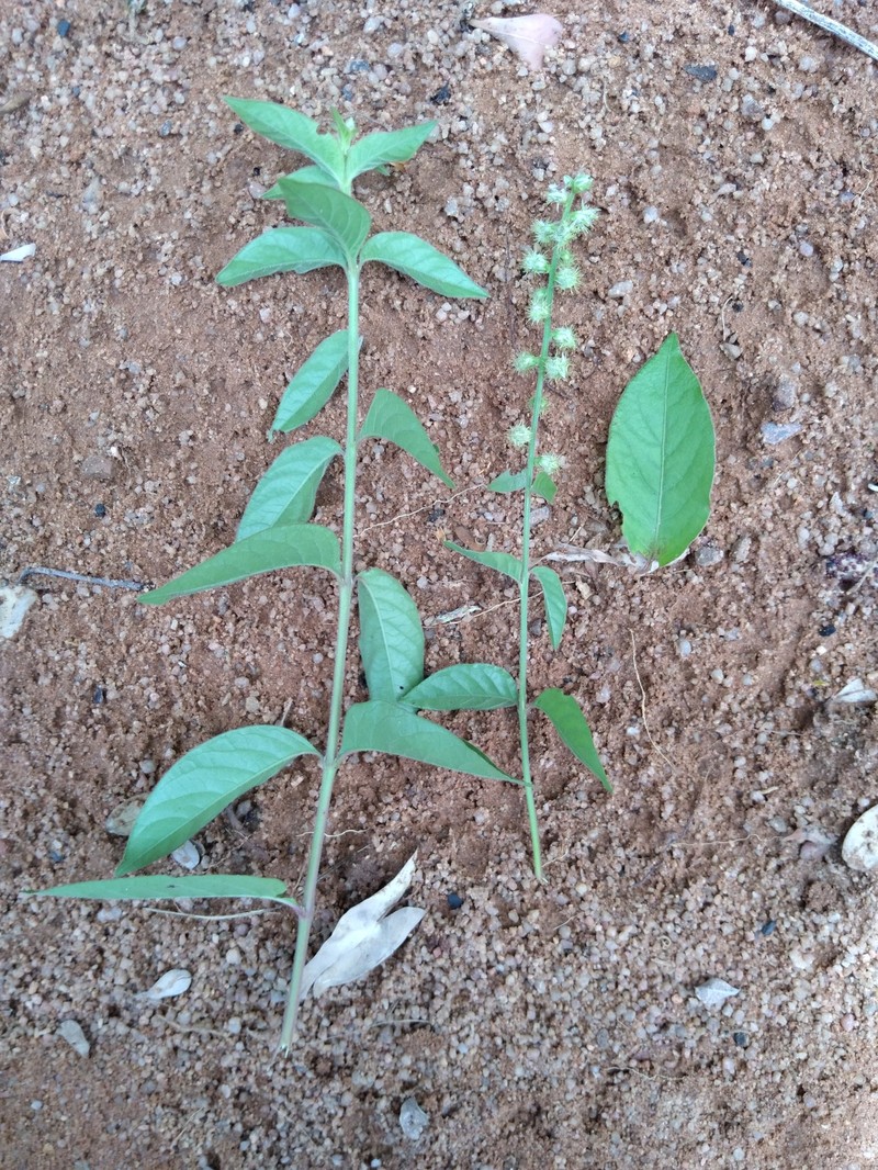 Pupalia lappacea var. lappacea photo 3
