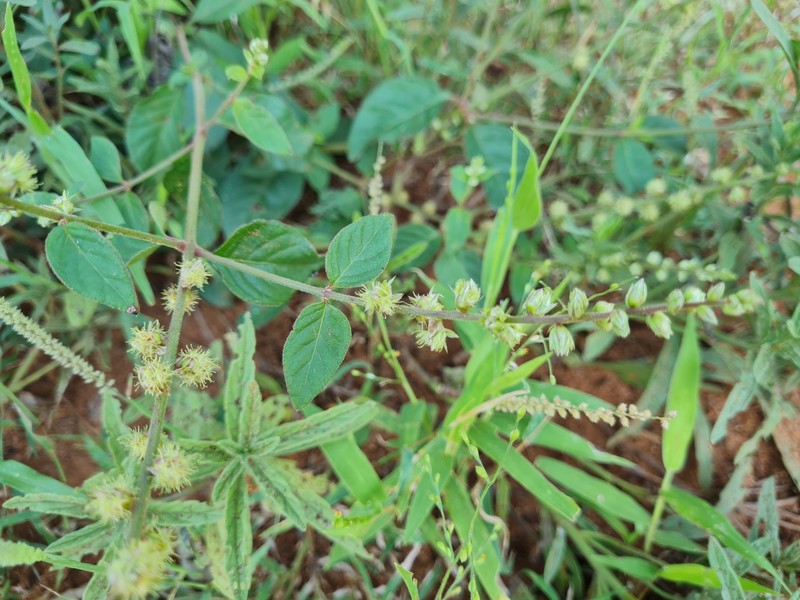 Pupalia lappacea var. lappacea photo 4