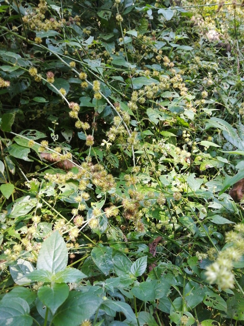 Pupalia micrantha