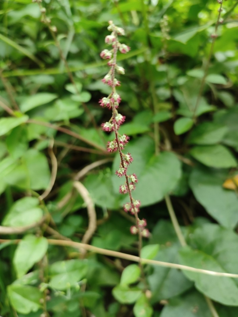 Pupalia micrantha photo 2