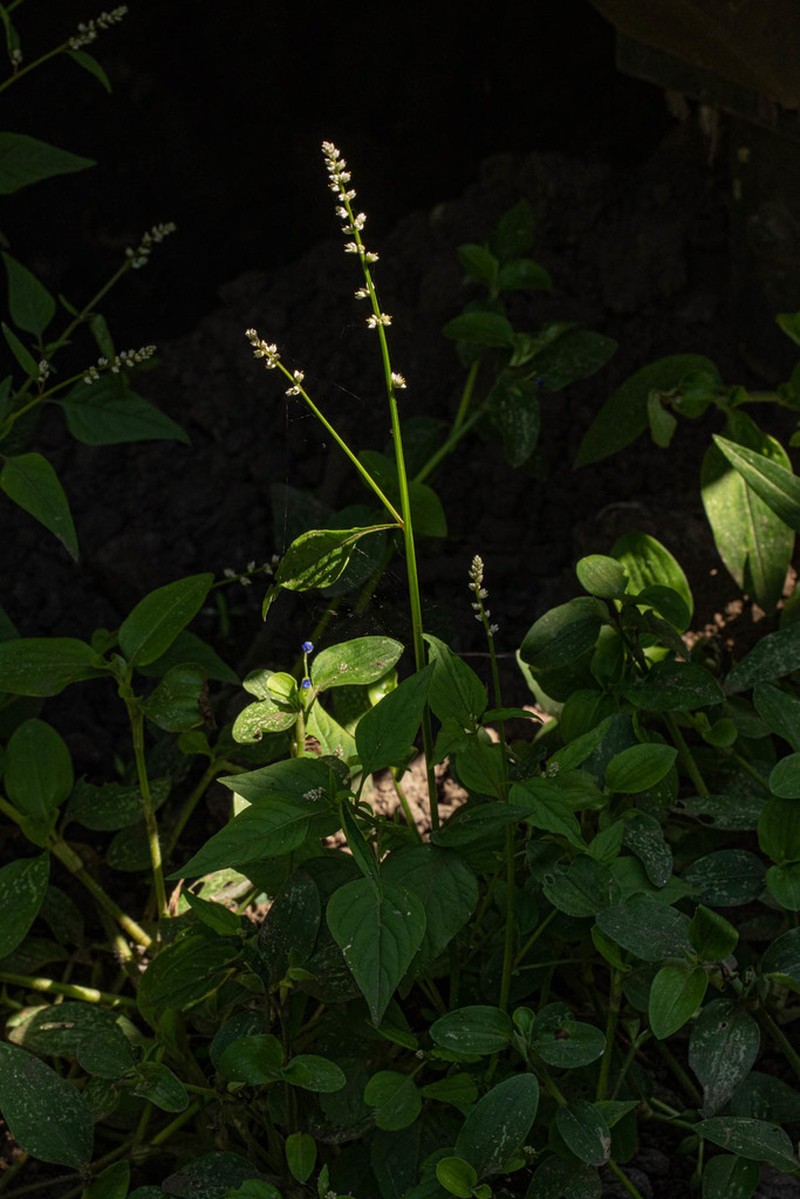 Pupalia micrantha photo 3