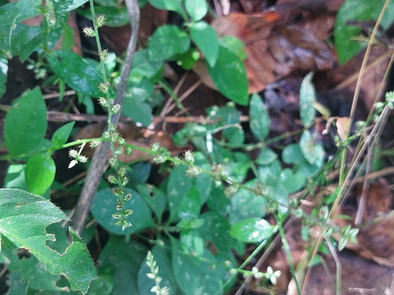 Pupalia micrantha photo 4