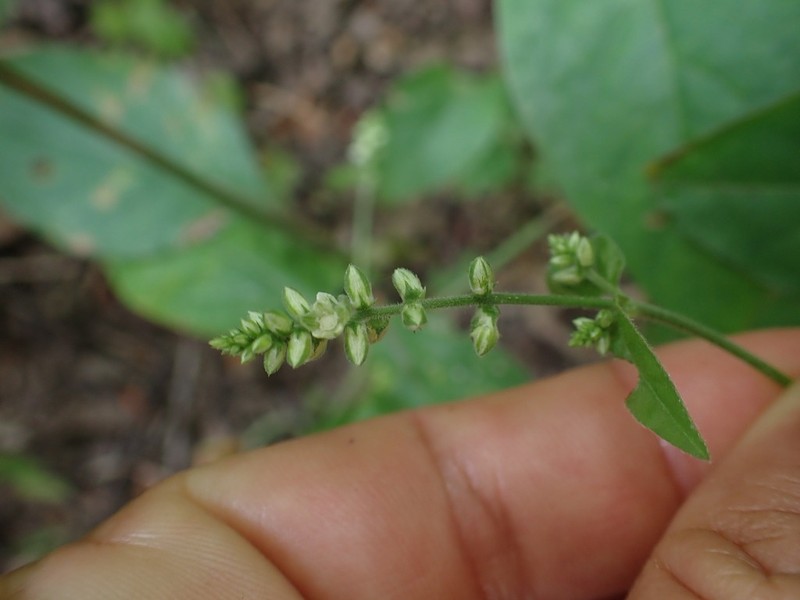 Pupalia micrantha photo 5