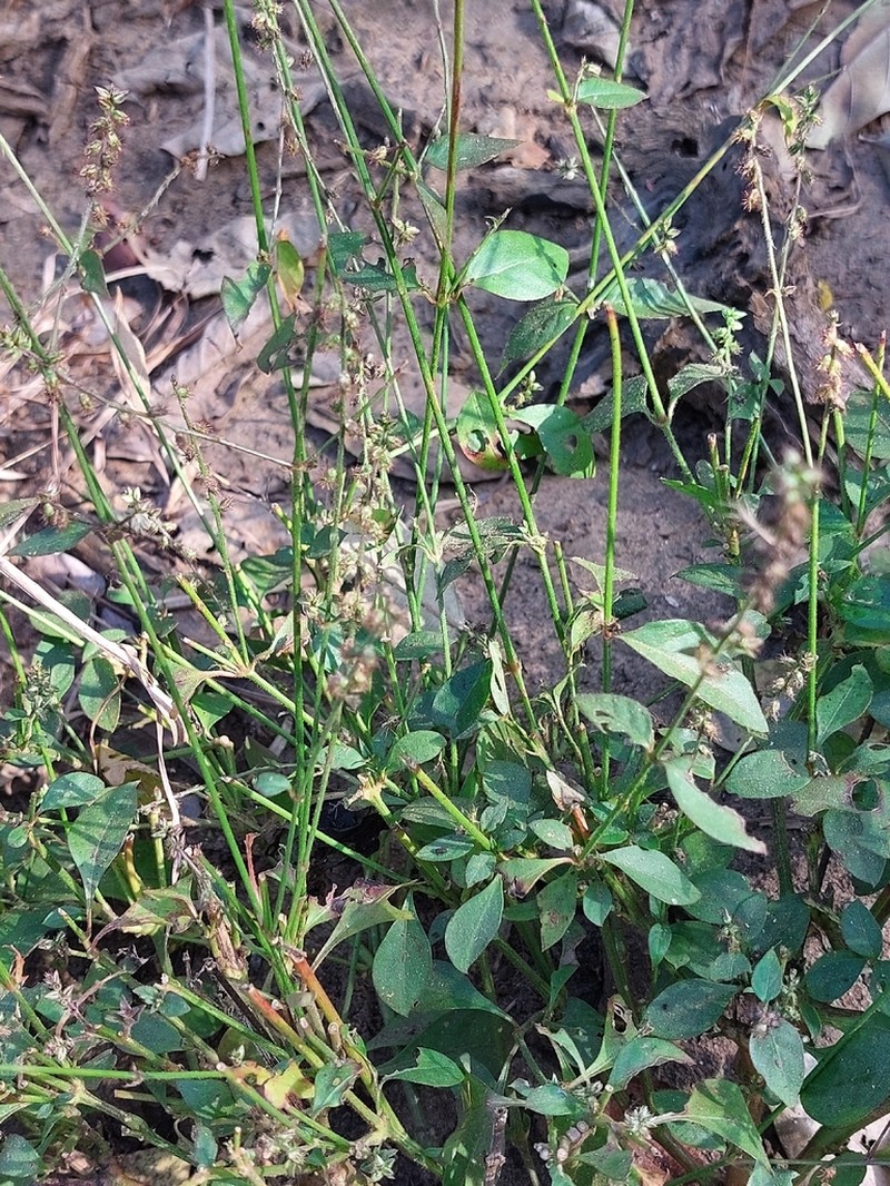 Pupalia micrantha photo 6