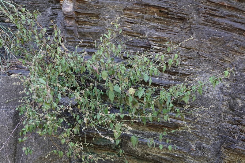 Pupalia micrantha photo 7