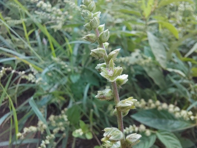 Pupalia micrantha photo 8